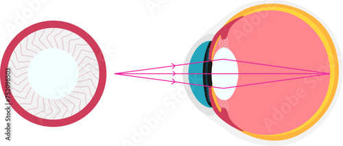 eye academic diagram structure anatomy