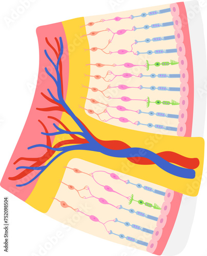 retina academic diagram structure anatomy