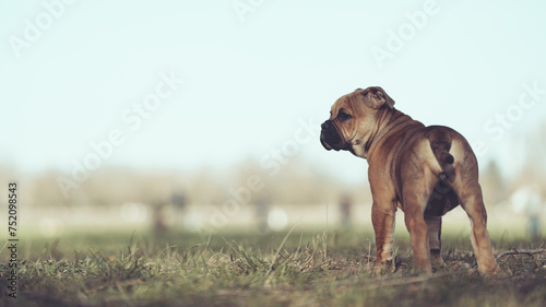 Englische Bulldogge Welpe Hund braun 12 Wochen alt outdoor im Frühling Var. 6 photo