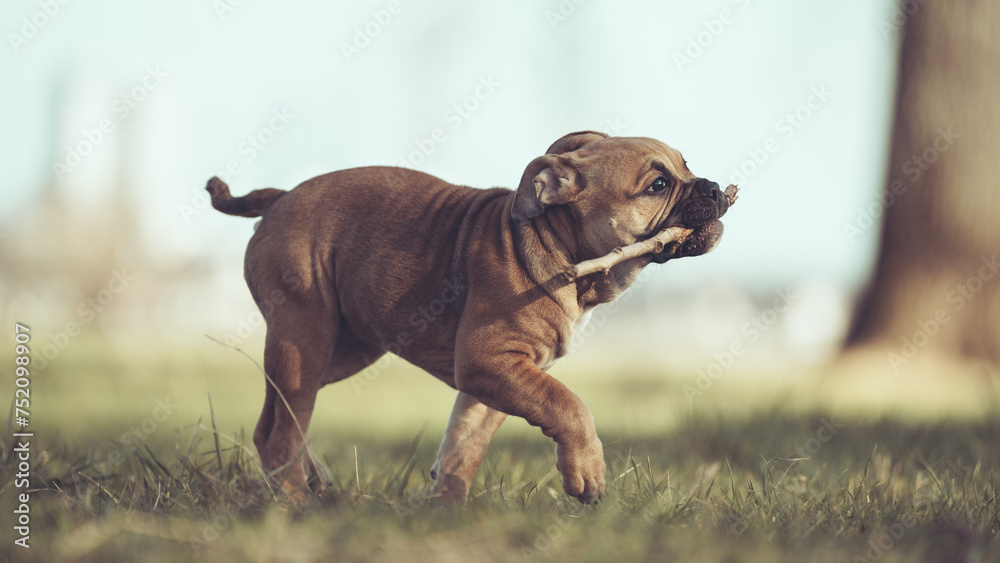 Obraz premium Englische Bulldogge Welpe Hund braun 12 Wochen alt outdoor im Frühling mit Stock im Maul Var. 2