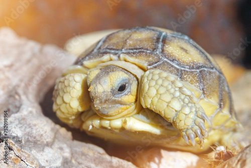 Africa spurred tortoise being born, Tortoise Hatching from Egg, Cute portrait of baby tortoise hatching, Birth of new life,Natural Habitat © Aekkaphum