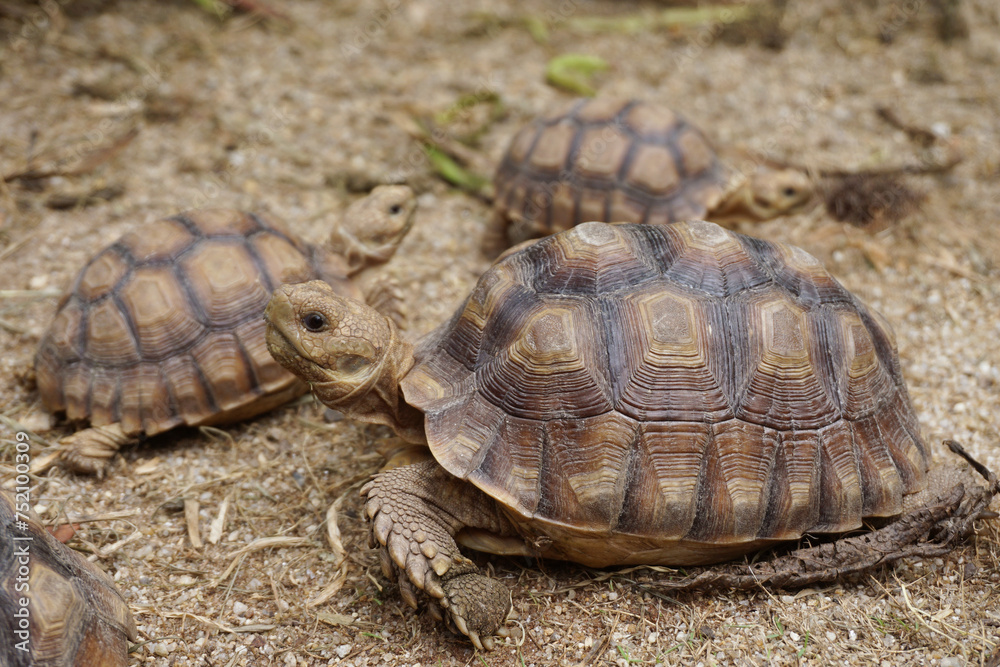 African Sulcata Tortoise Natural Habitat,Close up African spurred tortoise resting in the garden, Slow life ,Africa spurred tortoise sunbathe on ground with his protective shell ,Beautiful Tortoise African Sulcata Tortoise Natural Habitat,Close up African spurred tortoise resting in the garden, Slow life ,Africa spurred tortoise sunbathe on ground with his protective shell ,Beautiful Tortoise