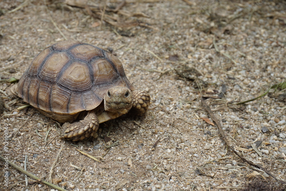 African Sulcata Tortoise Natural Habitat,Close up African spurred tortoise resting in the garden, Slow life ,Africa spurred tortoise sunbathe on ground with his protective shell ,Beautiful Tortoise African Sulcata Tortoise Natural Habitat,Close up African spurred tortoise resting in the garden, Slow life ,Africa spurred tortoise sunbathe on ground with his protective shell ,Beautiful Tortoise