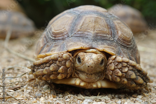 African Sulcata Tortoise Natural Habitat,Close up African spurred tortoise resting in the garden, Slow life ,Africa spurred tortoise sunbathe on ground with his protective shell ,Beautiful Tortoise