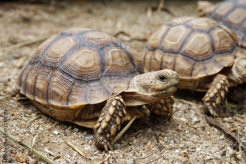 African Sulcata Tortoise Natural Habitat,Close up African spurred tortoise resting in the garden, Slow life ,Africa spurred tortoise sunbathe on ground with his protective shell ,Beautiful Tortoise