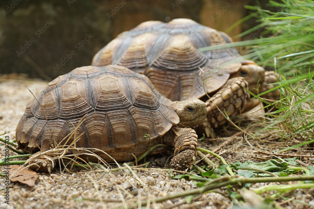 African Sulcata Tortoise Natural Habitat,Close up African spurred tortoise resting in the garden, Slow life ,Africa spurred tortoise sunbathe on ground with his protective shell ,Beautiful Tortoise African Sulcata Tortoise Natural Habitat,Close up African spurred tortoise resting in the garden, Slow life ,Africa spurred tortoise sunbathe on ground with his protective shell ,Beautiful Tortoise