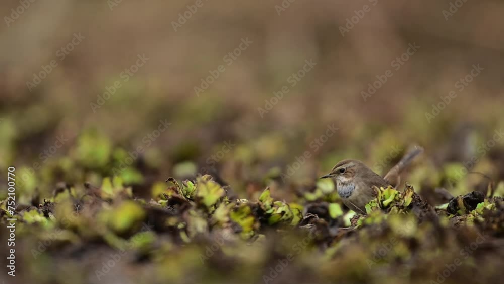 The Pair of Blue throat bird hunting insects The Pair of Blue throat bird hunting insects