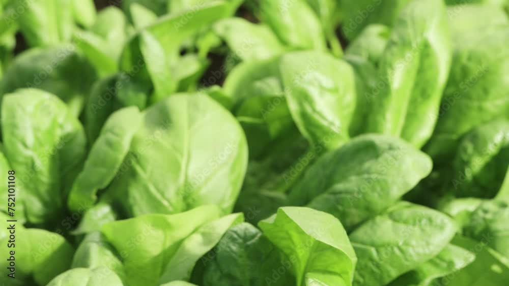 Overview of young spinach plants growing in the garden. Overview of young spinach plants growing in the garden.