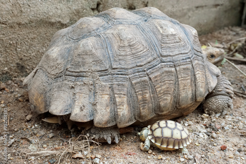 African Sulcata Tortoise Natural Habitat,Close up African spurred tortoise resting in the garden, Slow life ,Africa spurred tortoise sunbathe on ground with his protective shell ,Beautiful Tortoise African Sulcata Tortoise Natural Habitat,Close up African spurred tortoise resting in the garden, Slow life ,Africa spurred tortoise sunbathe on ground with his protective shell ,Beautiful Tortoise