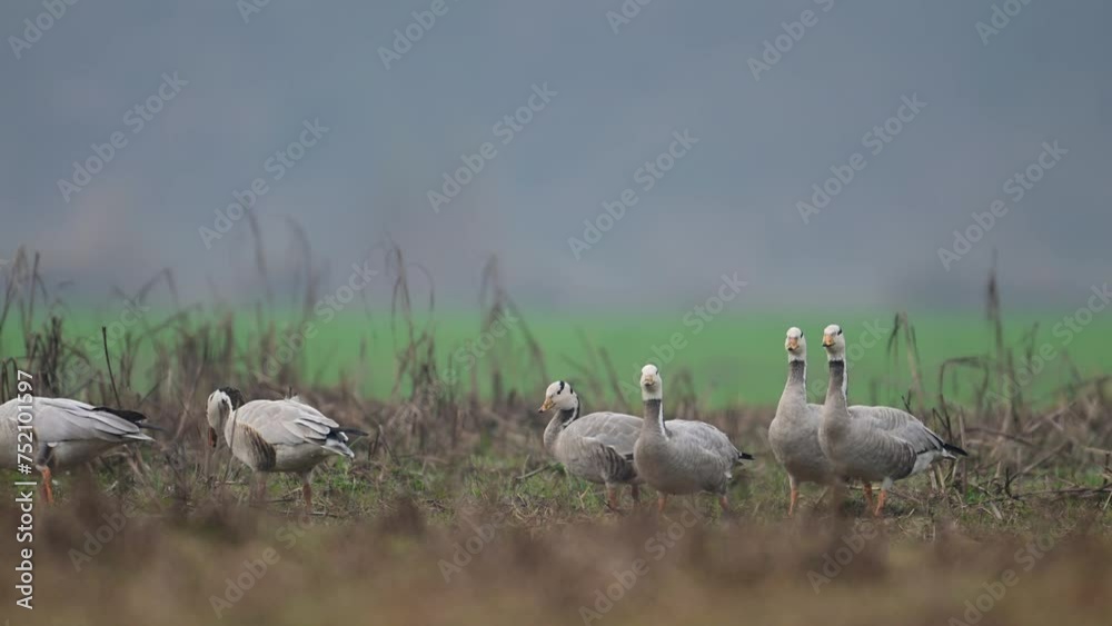 The Closeup of Bar headed goose grazing in fields The Closeup of Bar headed goose grazing in fields