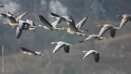 The Flock of Bar headed goose Flying photo