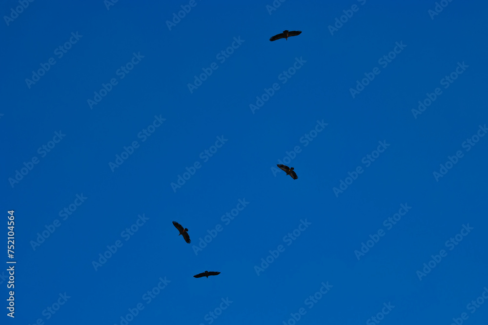 vulture, bird, large, sky, flight, fauna, animal, spain, nature,