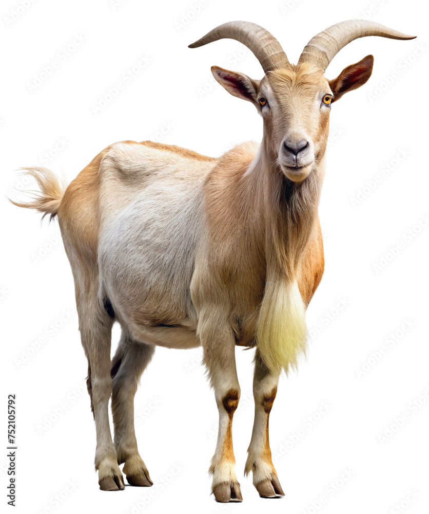 goat on a white background, generative ai