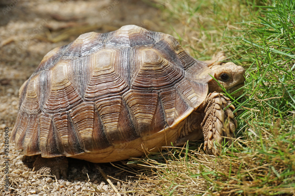 African Sulcata Tortoise Natural Habitat,Close up African spurred tortoise resting in the garden, Slow life ,Africa spurred tortoise sunbathe on ground with his protective shell ,Beautiful Tortoise African Sulcata Tortoise Natural Habitat,Close up African spurred tortoise resting in the garden, Slow life ,Africa spurred tortoise sunbathe on ground with his protective shell ,Beautiful Tortoise