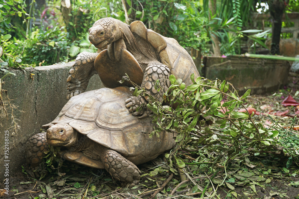 Naklejka premium African Sulcata Tortoise Natural Habitat,Close up African spurred tortoise resting in the garden, Slow life ,Africa spurred tortoise sunbathe on ground with his protective shell ,Beautiful Tortoise