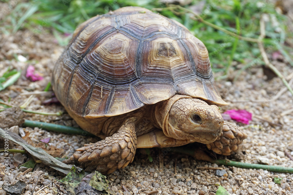 African Sulcata Tortoise Natural Habitat,Close up African spurred tortoise resting in the garden, Slow life ,Africa spurred tortoise sunbathe on ground with his protective shell ,Beautiful Tortoise African Sulcata Tortoise Natural Habitat,Close up African spurred tortoise resting in the garden, Slow life ,Africa spurred tortoise sunbathe on ground with his protective shell ,Beautiful Tortoise