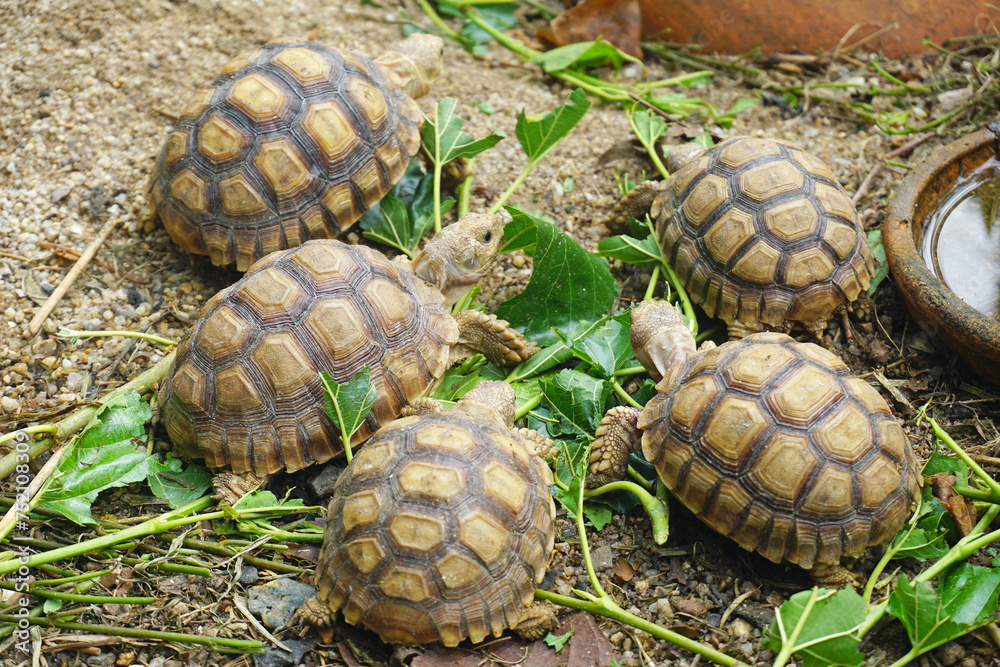 Obraz premium African Sulcata Tortoise Natural Habitat,Close up African spurred tortoise resting in the garden, Slow life ,Africa spurred tortoise sunbathe on ground with his protective shell ,Beautiful Tortoise