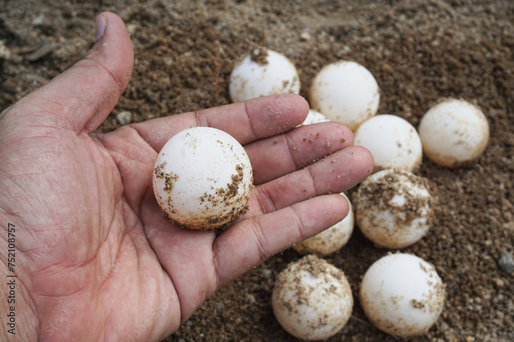 Close up eggs of African spurred tortoise,Tortoise eggs Close up eggs of African spurred tortoise,Tortoise eggs