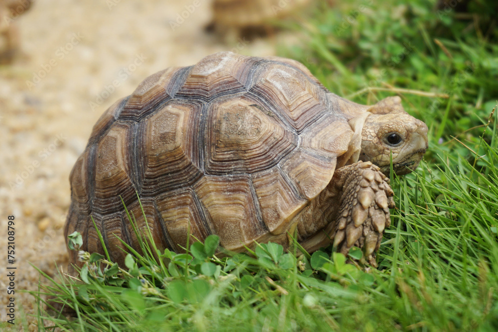 African Sulcata Tortoise Natural Habitat,Close up African spurred tortoise resting in the garden, Slow life ,Africa spurred tortoise sunbathe on ground with his protective shell ,Beautiful Tortoise African Sulcata Tortoise Natural Habitat,Close up African spurred tortoise resting in the garden, Slow life ,Africa spurred tortoise sunbathe on ground with his protective shell ,Beautiful Tortoise