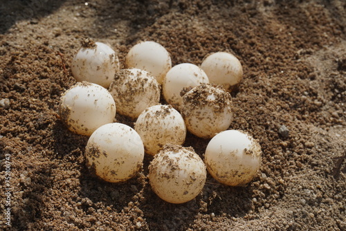 Close up eggs of African spurred tortoise,Tortoise eggs