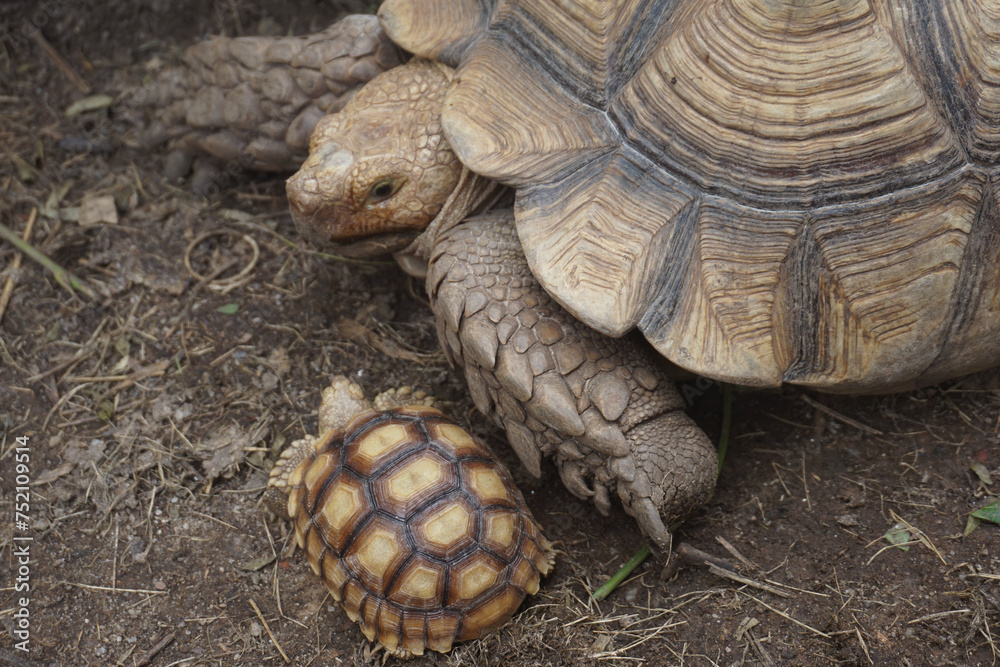 African Sulcata Tortoise Natural Habitat,Close up African spurred tortoise resting in the garden, Slow life ,Africa spurred tortoise sunbathe on ground with his protective shell ,Beautiful Tortoise African Sulcata Tortoise Natural Habitat,Close up African spurred tortoise resting in the garden, Slow life ,Africa spurred tortoise sunbathe on ground with his protective shell ,Beautiful Tortoise
