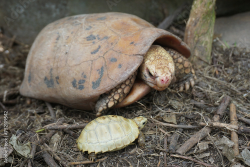 Elongated tortoise in the nature, Indotestudo elongata ,Tortoise sunbathe on ground with his protective shell ,Tortoise from Southeast Asia and parts of South Asia ,High yellow Tortoise
 photo