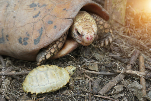 Elongated tortoise in the nature, Indotestudo elongata ,Tortoise sunbathe on ground with his protective shell ,Tortoise from Southeast Asia and parts of South Asia ,High yellow Tortoise photo