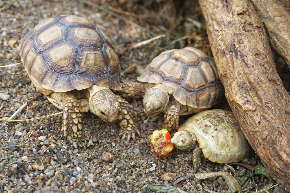 African Sulcata Tortoise Natural Habitat,Close up African spurred tortoise resting in the garden, Slow life ,Africa spurred tortoise sunbathe on ground with his protective shell ,Beautiful Tortoise