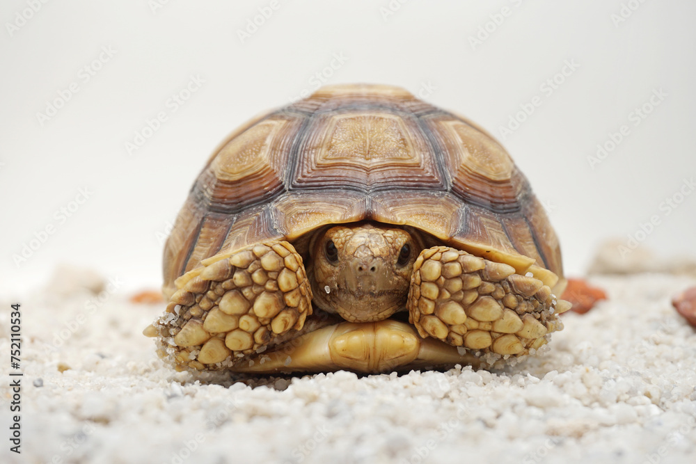 Cute small baby African Sulcata Tortoise in front of white background, African spurred tortoise isolated white background studio lighting,Cute animal Cute small baby African Sulcata Tortoise in front of white background, African spurred tortoise isolated white background studio lighting,Cute animal