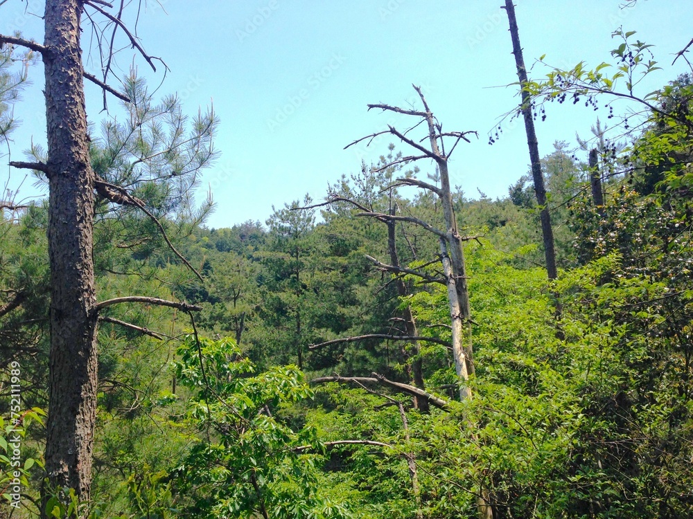 Obraz premium 比良山系の景色