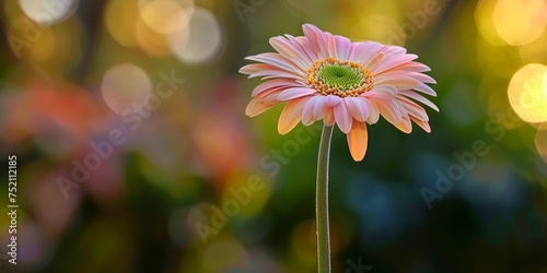 Soft pink Gerbera with vibrant green backdrop  petals glowing in warm sunlight.