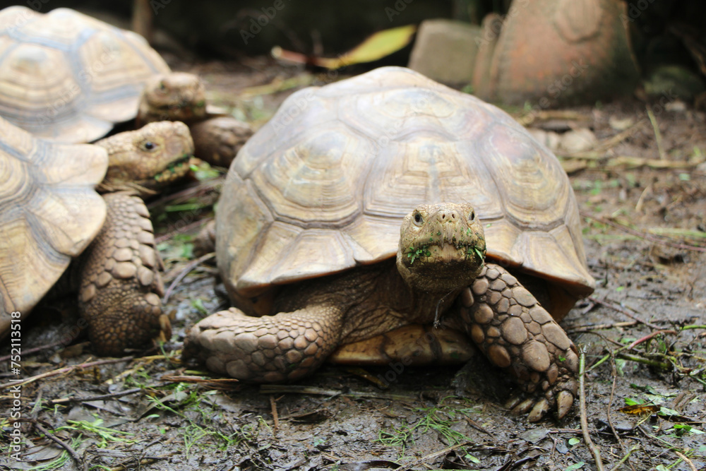Naklejka premium African Sulcata Tortoise Natural Habitat,Close up African spurred tortoise resting in the garden, Slow life ,Africa spurred tortoise sunbathe on ground with his protective shell ,Beautiful Tortoise 