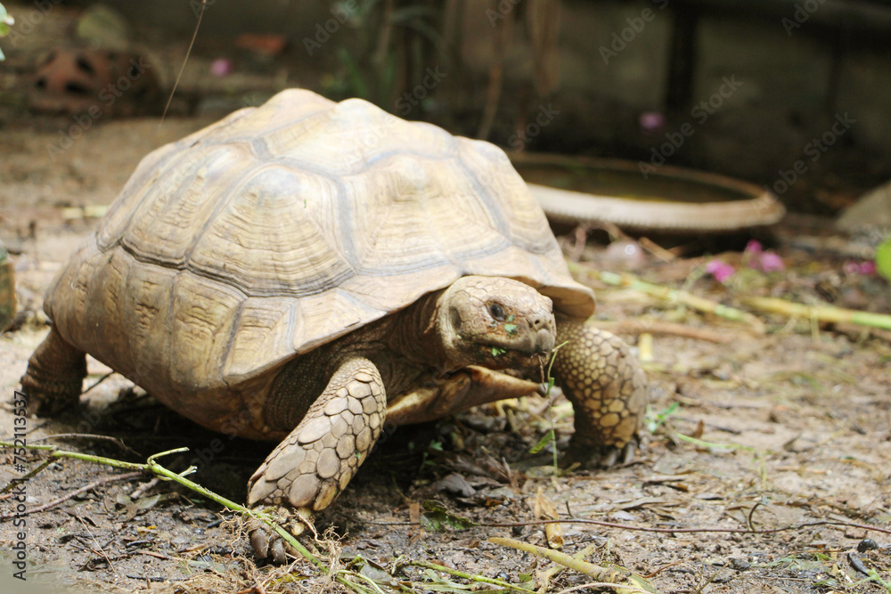 Obraz premium African Sulcata Tortoise Natural Habitat,Close up African spurred tortoise resting in the garden, Slow life ,Africa spurred tortoise sunbathe on ground with his protective shell ,Beautiful Tortoise 