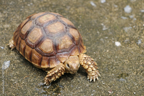 African Sulcata Tortoise Natural Habitat,Close up African spurred tortoise resting in the garden, Slow life ,Africa spurred tortoise sunbathe on ground with his protective shell ,Beautiful Tortoise
