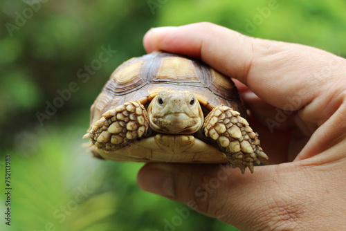 African Sulcata Tortoise Natural Habitat,Close up African spurred tortoise resting in the garden, Slow life ,Africa spurred tortoise sunbathe on ground with his protective shell ,Beautiful Tortoise 