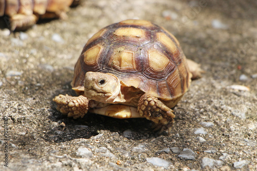 African Sulcata Tortoise Natural Habitat,Close up African spurred tortoise resting in the garden, Slow life ,Africa spurred tortoise sunbathe on ground with his protective shell ,Beautiful Tortoise 