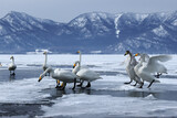 Whooper Swans on ice, Lake Kussharo in Hokkaido, Japan