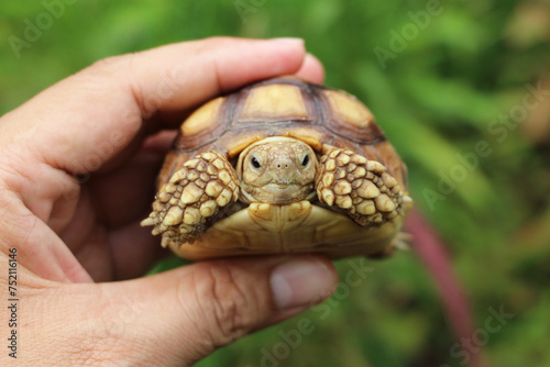 African Sulcata Tortoise Natural Habitat,Close up African spurred tortoise resting in the garden, Slow life ,Africa spurred tortoise sunbathe on ground with his protective shell ,Beautiful Tortoise 