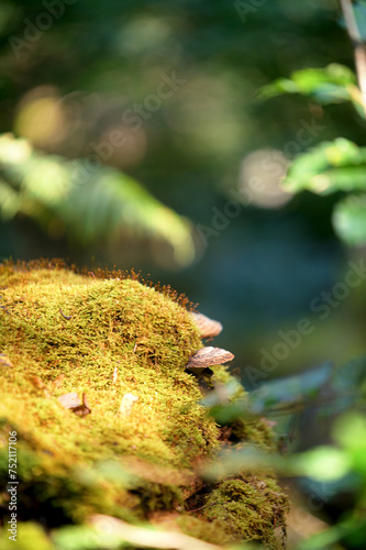 Moos und Pilze im Wald 