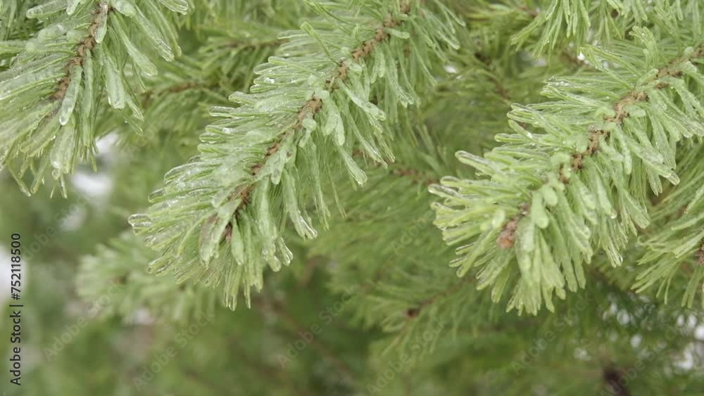 Pine tree in the freezing rain. Tree branches are covered with ice after rain in frosty winter. Frozen plants after freezing rain. Cold, ice, icy, frosty. Copy space. Banner. Mixed precipitation Pine tree in the freezing rain. Tree branches are covered with ice after rain in frosty winter. Frozen plants after freezing rain. Cold, ice, icy, frosty. Copy space. Banner. Mixed precipitation