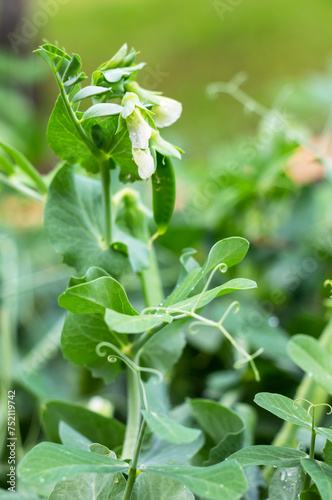The white flower of peas blooming in a garden against a background of green foliage
