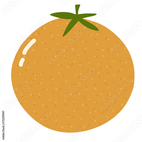 Fruit illustration orange