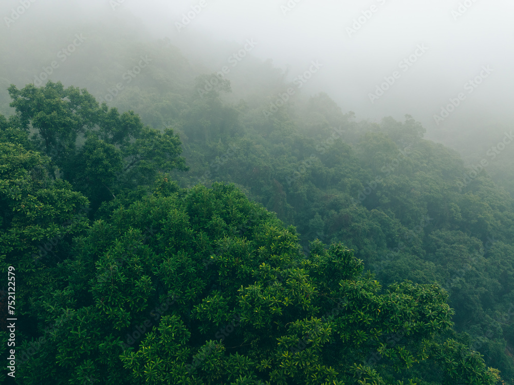 Aerial view of  foggy forest mountain landscape in spring