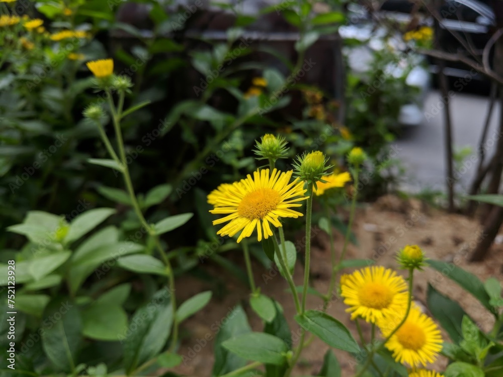 Close-up shot of yellow flowers next to a parked car on the street Close-up shot of yellow flowers next to a parked car on the street
