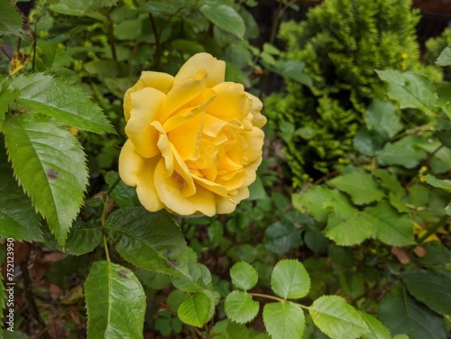 Vibrant yellow rose surrounded by lush green foliage