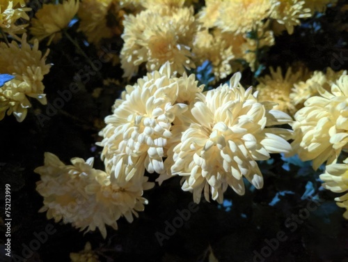 Yellow chrysanthemums clustered on a tree branch