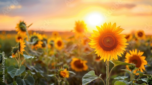 Sunflowers field on a sunset background