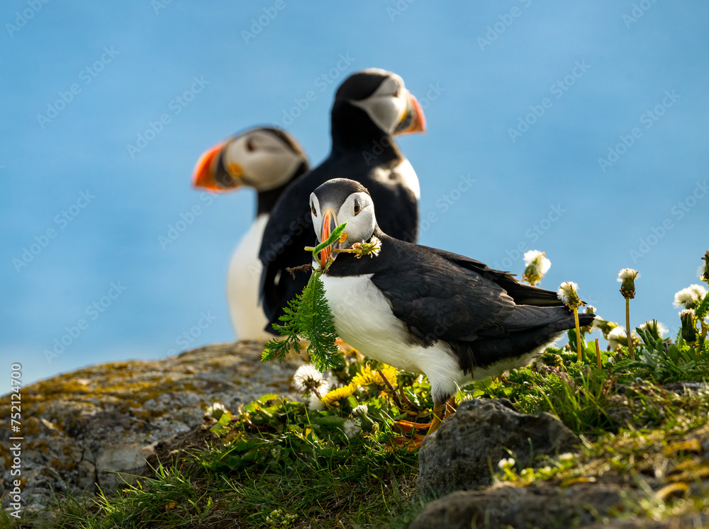 Fototapeta premium Closeup of two Atlantic puffins in Newfoundland