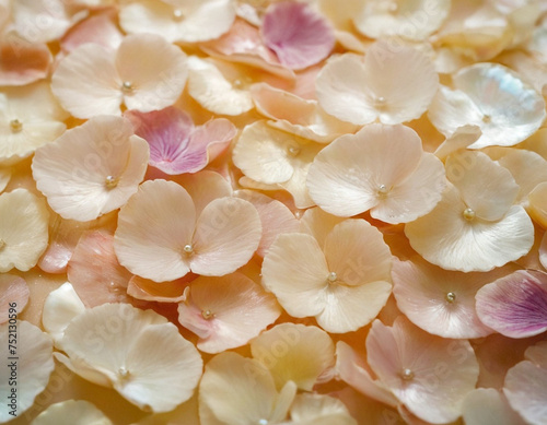 close up of a coconut
blue background. pink background. light background. flower petals. dried fruits. nacre. romance. petals in foam. mother-of-pearl foam. reshaks. dried flowers. flowers. petals
