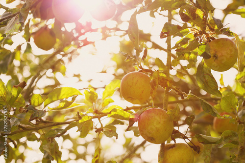 Cox's Orange Pippin Apples on Tree
 photo